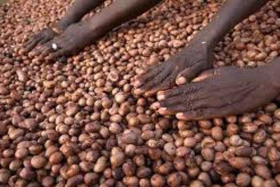 Inauguration d’un centre de ressources pour le karité à Wa